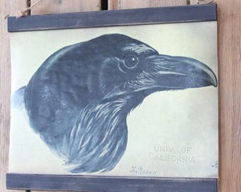 Raven/University of California/birds/ vintage illustration/ vintage style botanical/science chart