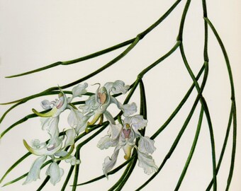 Antique Botanical Flower Print White Orchid Flower Print Cottage Decor Vintage Botanical Print Aerides Vandarum Gift for Gardener 2039