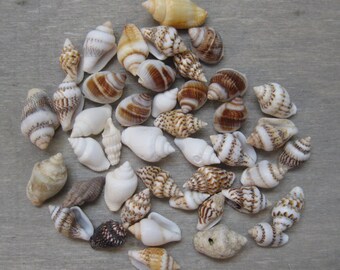 Small Craft Shells - Pack of 50 Assorted - 10 - 15mm Long