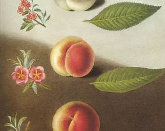 FRUIT PRINT PEACHES 2002 Art Print Original Book Plate 93 Beautiful Peaches with Pink Flowers and Green Leaves