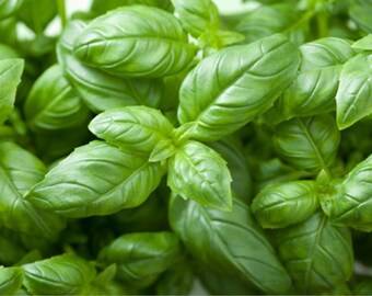 Sweet Basil Essential oil