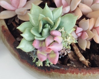 Adjustable Succulent Ring ---- Little Garden * Nourish yourself