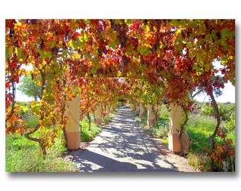 vineyard photo,grape photo,grapevine photo,winery photo,castoro winery,fall vineyard rows,winery decor,red grape leaves,wine bottles
