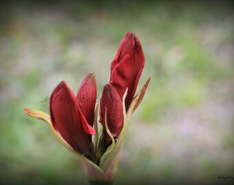 Amaryllis Flower / Red Blooming Flower / Red Flower / Free US Shipping / MVMayoPhotography