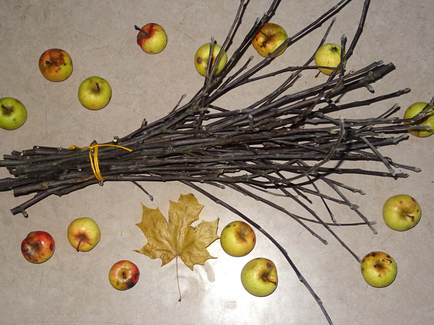 Tall Apple branches. Apple twigs. Organic branches. apple tree