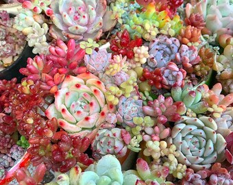150 Mixed Succulent Seeds - 12 Kinds Succulents, Lithops, Living Stones Seeds, Rare Succulents, Potted Plant, Seeds, Garden Decor
