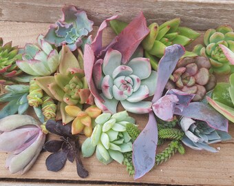 20 assorted succulent cuttings