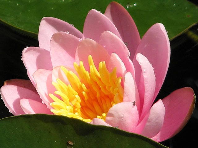 10 LIGHT PINK Lotus Water LILY Pad Nymphaea Sp Pond Flower 10 LIGHT PINK Lotus Water LILY Pad Nymphaea Sp Pond Flower
