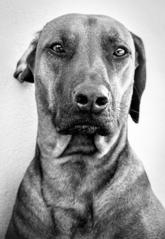 Dog Portrait,animal prints,pets,black and white print,limited edition print