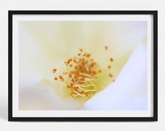 Floral Fine Art Photography Print | White Rose Bloom | Minimalist Photo | Flower Poster Print | Nature Art Print