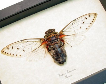 Real Framed Cicada Conservation Quality Display Gossamer Wings 2113