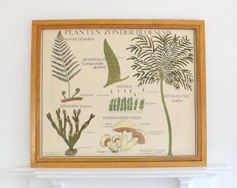 Vintage Flemish/Dutch double sided school poster - Plants without blossom - by Rossignol - vintage poster - educational poster - wall art