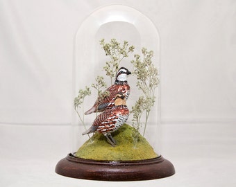 Bobwhite Quail hand-painted bird sculpture under crystal dome