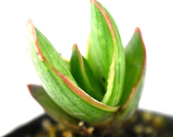 Coral Aloe Vera Striata Live Rooted Potted Plant Succulent Exotic Rare 3 Inch Cold Hardy Drought Resistant Indoor/Outdoor Ready for Planting