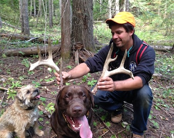Whitetail Deer Antler -- Deer Horn -- Shed Antler-- Deer Antler -- Free Shipping