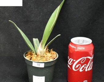 Bin Psychopsis Mariposa Peloric 3 1/2'' Pot T12 ( 206945 )