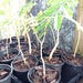 1 live delonix regia royal poinciana - flamboyant flame tree flower plant - 6 to 11 Inches Tall -m170