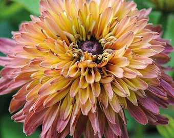 Rudbeckia 'Caramel Mix' Seeds / Rudbeckia hirta
