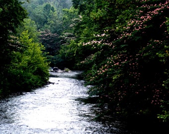 digital download, nature, mimosa, pink flowers, river, twilight, dusk, Little River, Townsend, Tennessee, home decor
