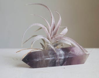 Desk Accessory Crystal Airplant Garden, Chiapensis on Fluorite Wand, Tiny Garden, Little Something, Boho Garden, Winter Desk Decor