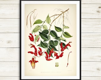 Botanical plate, botanical art, vintage botanical art set, large botanical print, Aeschynanthus bracteatus, lipstick vine, huge wall art set