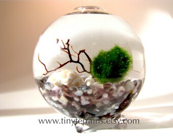 Mother's Day Gift Terrarium Kit- Personalized Marimo Moss Ball Single Globe Terrarium, 23 Color, Gift Wrap, Gift Message/Card, Fast Shipping