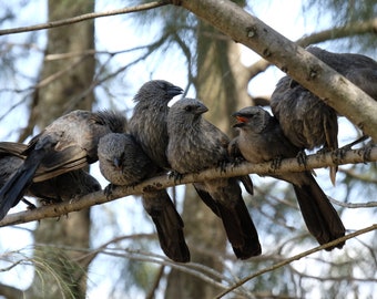 Australian Apostlebird Family