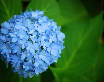 Hydrangea, Nature Photography