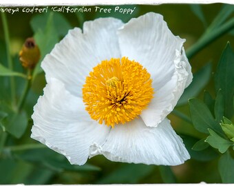 Romneya coulteri 'Californian Tree Poppy' 100 SEEDS