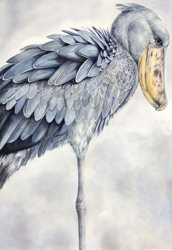 Shoebill Stork King Brutus Art Print