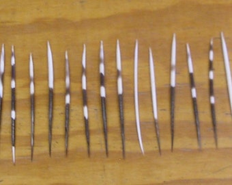 25 African Porcupine Quills