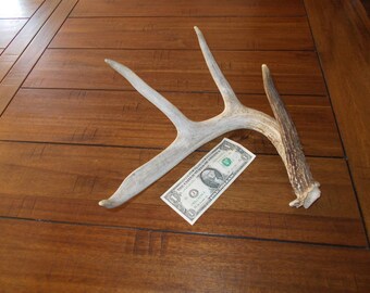 Deer antler (((((( large ))))))