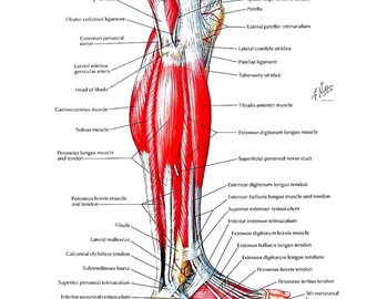 Muscles Back Posterior Human Anatomy Vintage Medical Chart