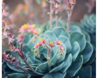 Nature Photograph - Succulent Photograph - Flower Photograph - Spring - Peach - Echeveria 1 - Fine Art Photograph - Alicia Bock - Floral Art