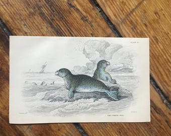 c. 1833 ANTIQUE SEAL ENGRAVING - original antique sealife print - Jardine animal print - marine mammal print - the common seal print