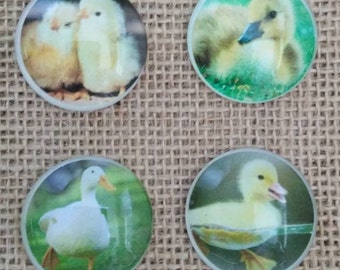 Chick Magnets - Duck Magnets - Farm Magnets - Refrigerator Magnets - Country Decor