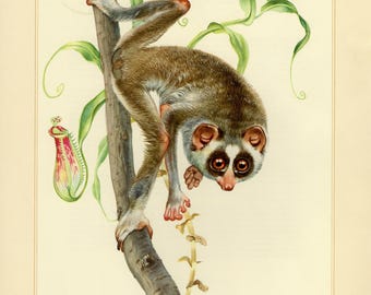 Vintage lithograph of the red slender loris from 1956