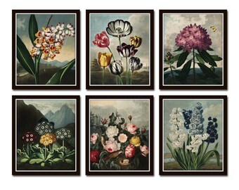 Botanical Print Set No. 16, Antique Botanical Prints, Giclee, Art Print, Botanical Prints, Wall Art, Print, Cottage Decor, Botanical Art