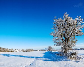 Blue skies and white fields