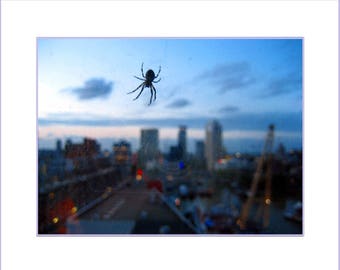 Queen Of Rotterdam - 20x16 Mounted Fine Art Photo Print - Spider on hotel window city skyline at dusk - Nature in urban environment