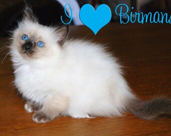 I love Birman Cats Fridge Magnet 7cm by 4.5cm,