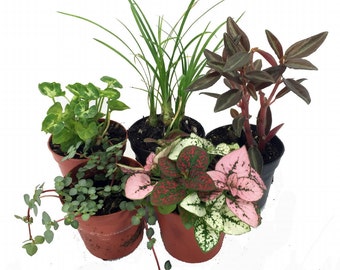 Terrarium & Fairy Garden Plants - 5 Plants- Assorted Varieties in 2" Pots