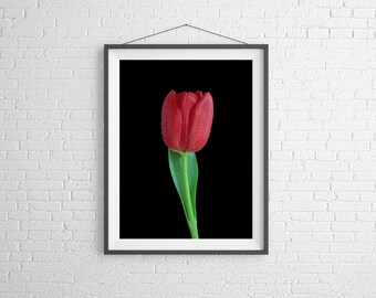 Fine Art Photography Print - Flower, Nature, Studio - Red Tulip with Dew