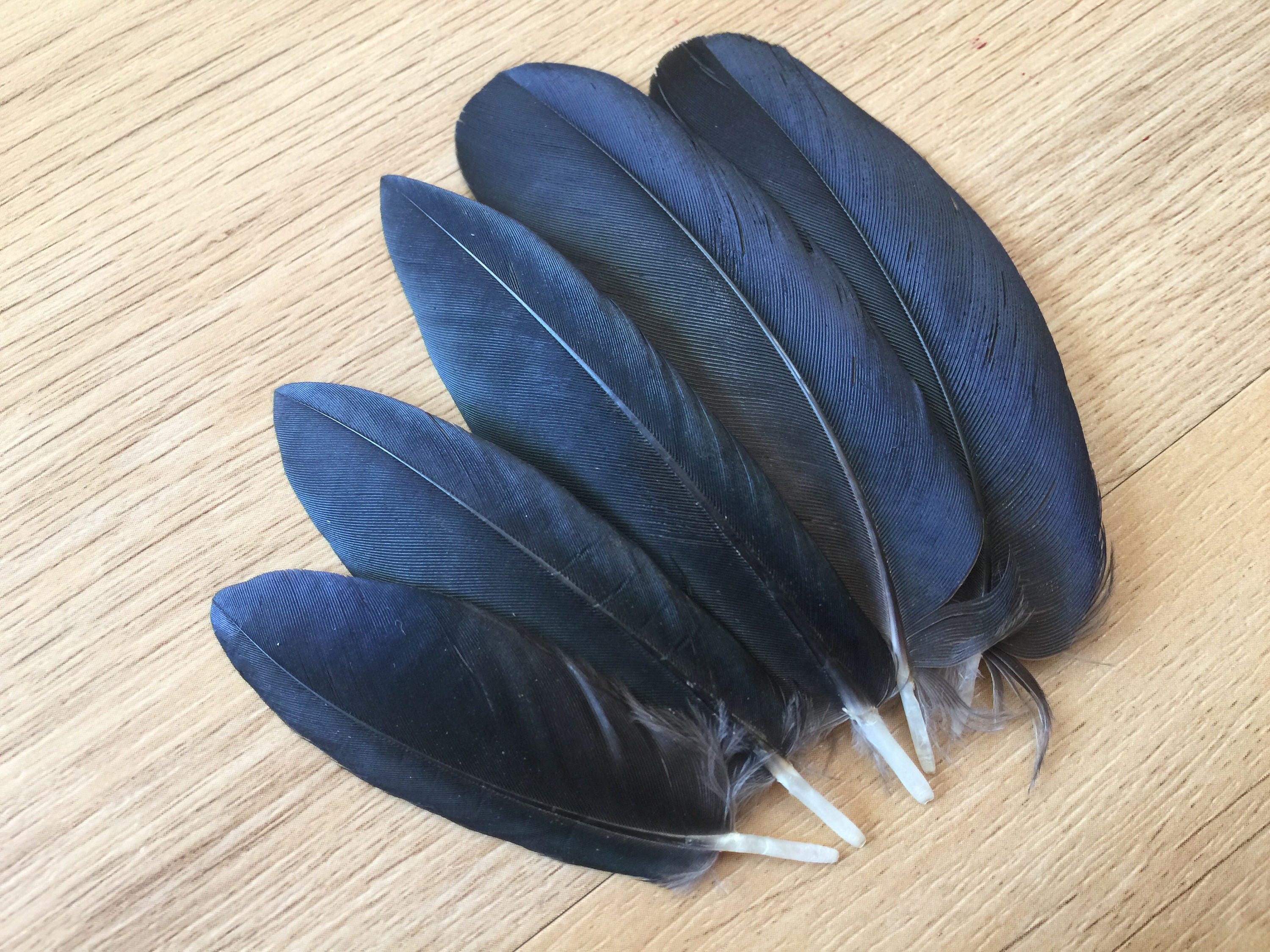 Set of 6 Mini Hooded Crow wing covert feathers