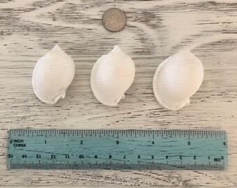 3 Scotch Bonnets from Clearwater, Florida