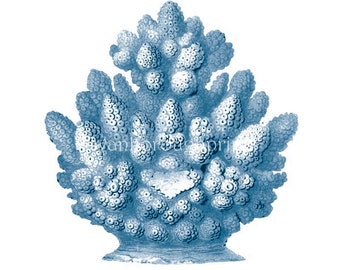 Blue Coral Nautical Art Print. Blue Coral Picture for Beach House Coastal Bathroom. Blue Coral Coastal Style Bedroom