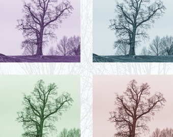 Trees photograph in four colours, Photograph, print