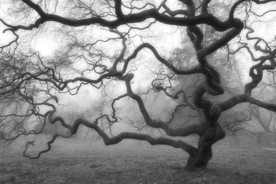 Nature photography winter tree black and white photograph Nature photography winter tree black and white photograph
