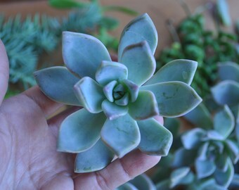 Moving Out of State SALE Medium Flat Rate Priority Box full of Succulents | 10 Graptopetalums 20 Sedum Kimnachii 5 Sedum Rubrotinctum