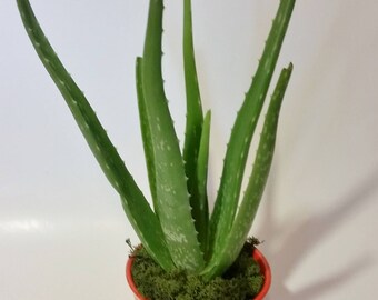 Aloe Vera plant! Medicinal/Ornamental. 1 Live plant!